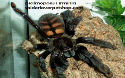 Psalmopoeus irminia sling tarantula
